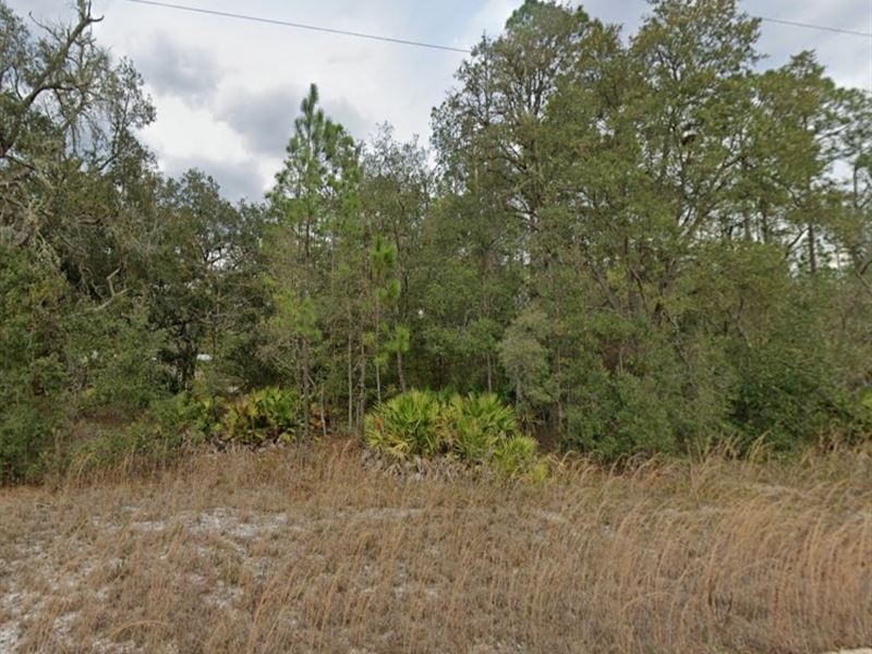 City Noise Out, Country Calm In : Interlachen : Putnam County : Florida