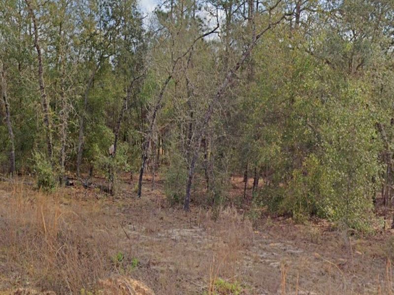 No HOA, No Hassle Just Land : Interlachen : Putnam County : Florida