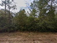 .43 Acre Lot in Interlachen FL : Interlachen : Putnam County : Florida
