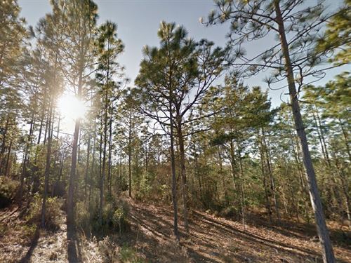 Your Slice of Paradise at $149 Down : Interlachen : Putnam County : Florida