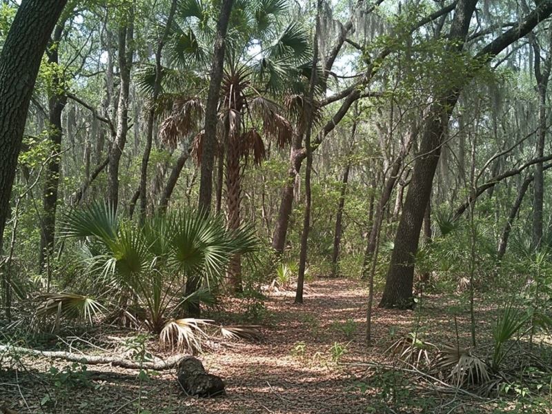 8.92 Acres Wooded Land, Berkeley SC : Ridgeville : Berkeley County : South Carolina