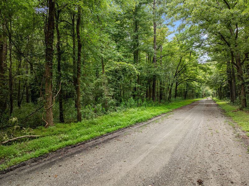 17 AC of Hunting Land with Timber : Aurora : Beaufort County : North Carolina