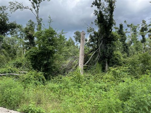 Homesite Close to Springs and Parks : Live Oak : Suwannee County : Florida