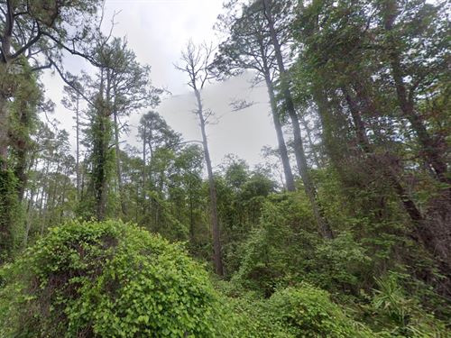 Own 0.22 Acres in FL Just $199 Down : Satsuma : Putnam County : Florida