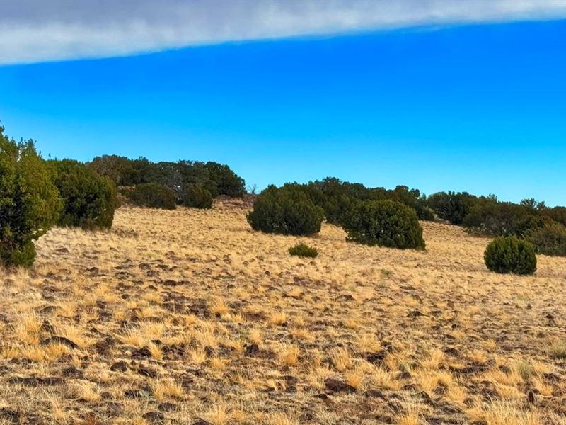 Escape The Urban Prison : Concho : Apache County : Arizona