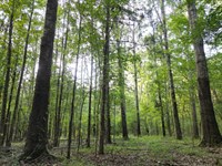 2435 Hwy 43 Canton Madisonco : Canton : Madison County : Mississippi