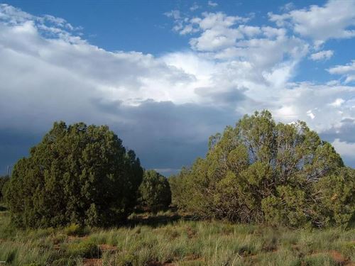 Dual Lots & Power $125-250/Mo : Snowflake : Navajo County : Arizona