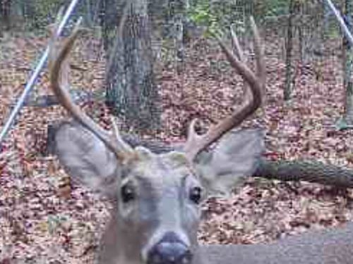 15 Wooded Acres Jackson : Bradford : Jackson County : Arkansas