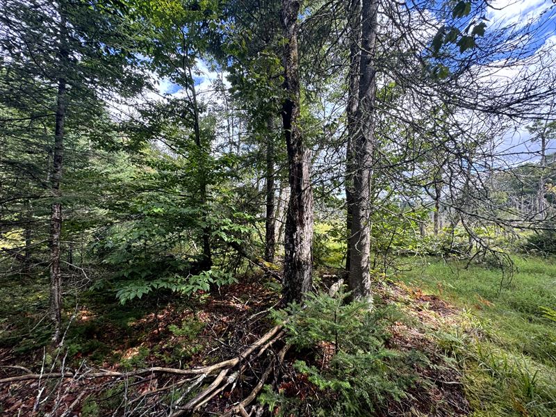 Southern Adirondack Building Site : Ohio : Herkimer County : New York
