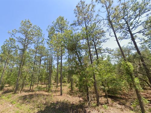 Dunnellon Dream Lot Sale, $99 Down : Dunnellon : Marion County : Florida