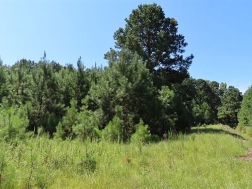 Ideal Building Lot : Hopkins : Richland County : South Carolina