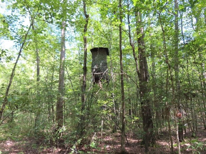 Wooded and Secluded, Little Mountai : Little Mountain : Newberry County : South Carolina