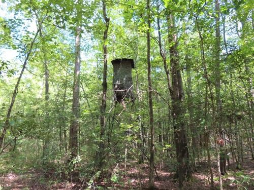 Wooded And Secluded, Little Mountai : Little Mountain : Newberry County : South Carolina