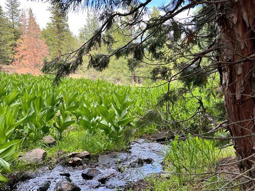 .90 Acres with Your Own Creek : Alturas : Modoc County : California