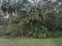 Land for Less Than Your Latte : Lecanto : Citrus County : Florida