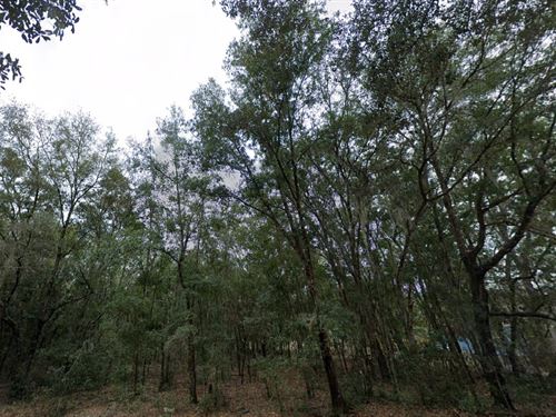 Smart Land Deal Yours for $199 Down : Interlachen : Putnam County : Florida