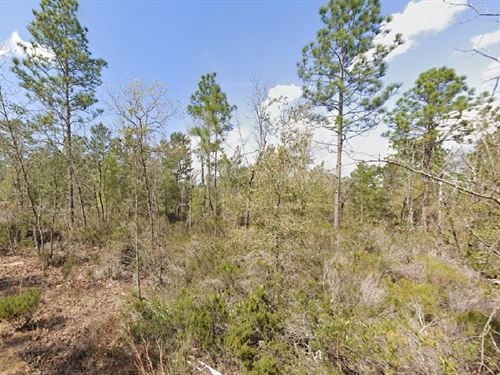 Interlachen Lot Just $99 Down Today : Interlachen : Putnam County : Florida