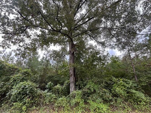 8 Acres Bluff Community, Fayette : Fayette : Alabama