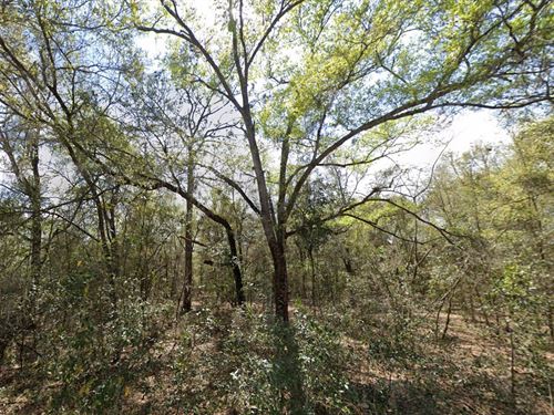 Your Lot Your Future Only $199 Down : Interlachen : Putnam County : Florida