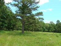 11 Acres, Tall Pines, Great Buildin : Mountain View : Howell County : Missouri