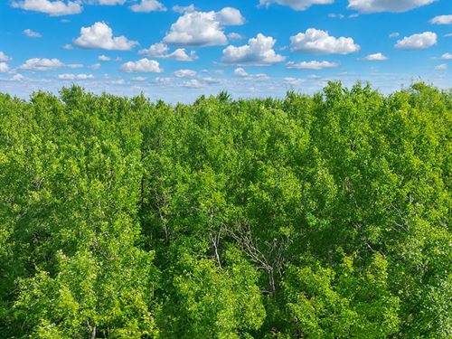 5 Acre Wooded Land Near Couderay : Couderay : Sawyer County : Wisconsin