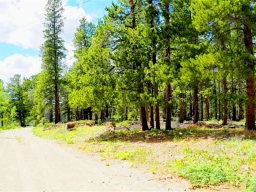 Mountain Getaway Near Nat'l Forest : Black Hawk : Gilpin County : Colorado