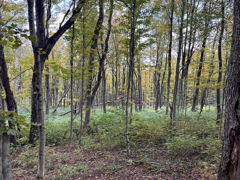Southern Tier Camp Spot : Otselic : Chenango County : New York
