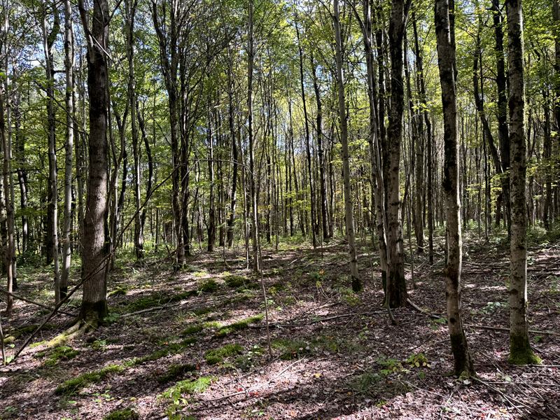 Southern Tier Hunters Dream : Otselic : Chenango County : New York