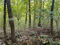 10 Acres in Combs, Arkansas : Combs : Madison County : Arkansas