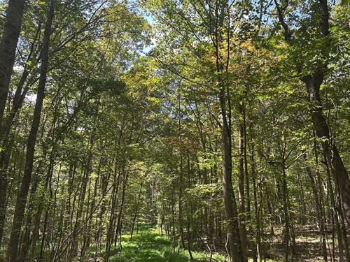 1.3 Acre Wooded Property in : Tracy City : Grundy County : Tennessee