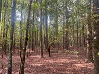 Gin Mill Road Homesite : Honea Path : Laurens County : South Carolina