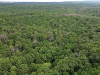 Bankhead National Forest 15 : Houston : Winston County : Alabama