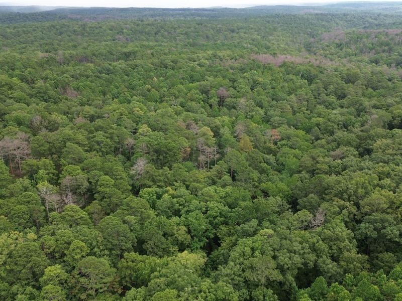 Bankhead National Forest 15 : Houston : Winston County : Alabama