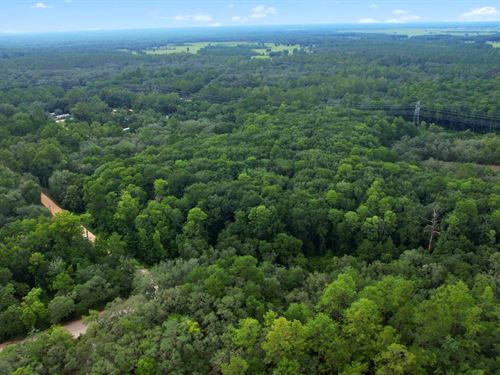 Build Your Home in Florida's Nature : Fort Mc Coy : Marion County : Florida
