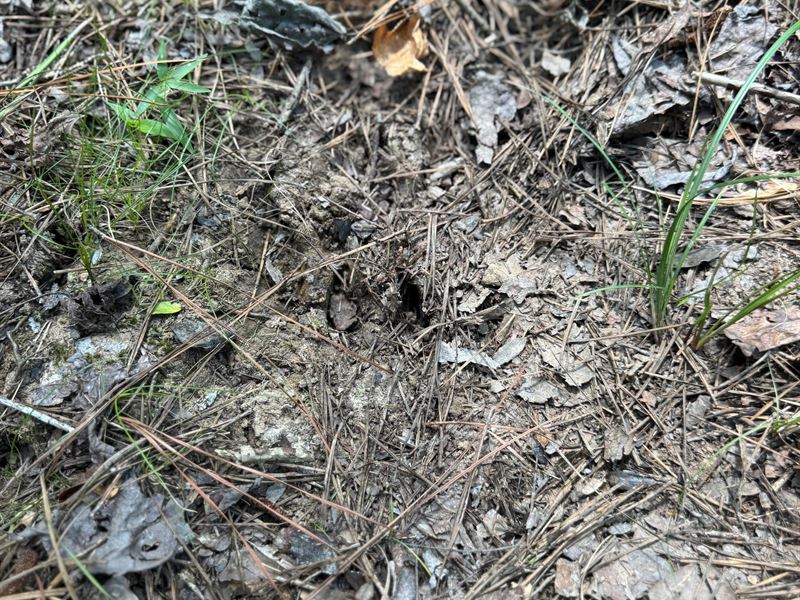 10 Acres Tract 2 in George Count : Lucedale : George County : Mississippi