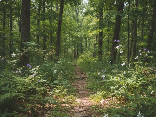 Forested Lot in Dekalb County TN : Smithville : DeKalb County : Tennessee