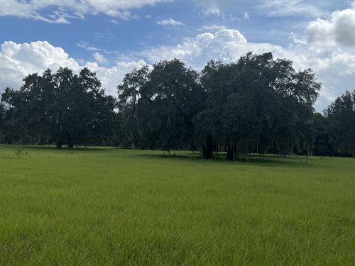 Lush Horse Farm with Giant Oaks : Anthony : Marion County : Florida