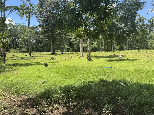 Productive Farm with Wells, Pasture : Upala : Costa Rica