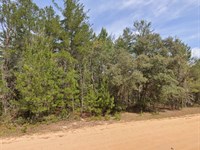Retire Smart, Own Land for $210/Mo : Interlachen : Putnam County : Florida