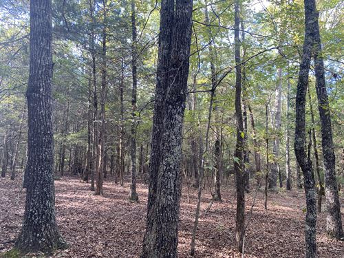 4 Acres to Build or Hunt on in TN : Morris Chapel : Hardin County : Tennessee