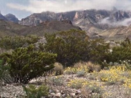 20 Acres - Tract: 2835 - $10,950 : Terlingua : Brewster County : Texas