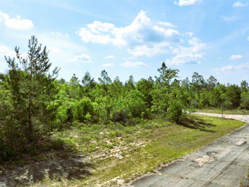 .59 Acre Parcel in Sunny Hills, FL : Chipley : Washington County : Florida