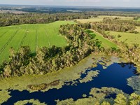 Country Escape with 20 Acres & Pond : Hazlehurst : Jeff Davis County : Georgia