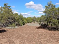 Freedom and Fresh Air in Show Low : Concho : Apache County : Arizona
