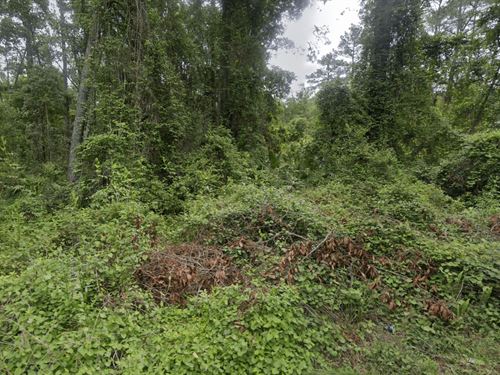.46 Acres of Prime Florida Land : Satsuma : Putnam County : Florida