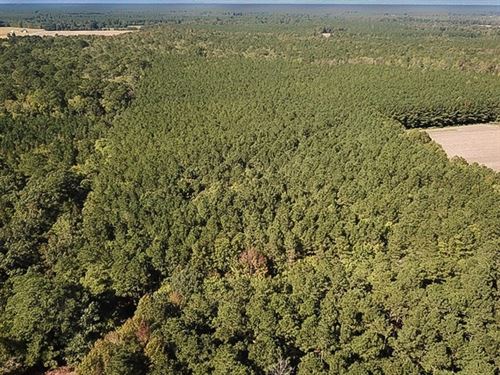 15 Acres of Timbe : Whaleyville : Suffolk County : Virginia