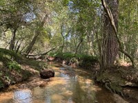 Private Forestland on Dove Creek : Statham : Oconee County : Georgia