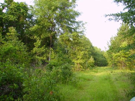 19 +/- Acre Mini Farm : Statesboro : Bulloch County : Georgia