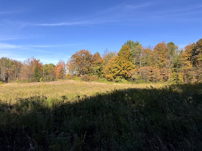 North Country Woods and Meadows : Orwell : Oswego County : New York