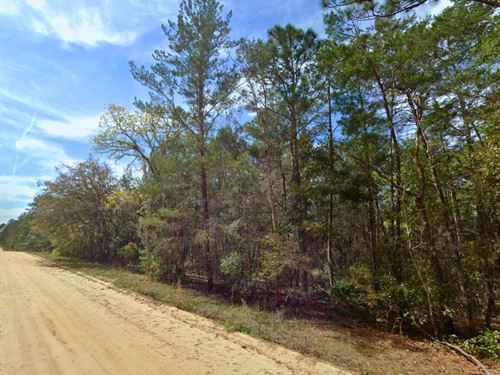 Near Lake Grandin in Interlachen : Interlachen : Putnam County : Florida
